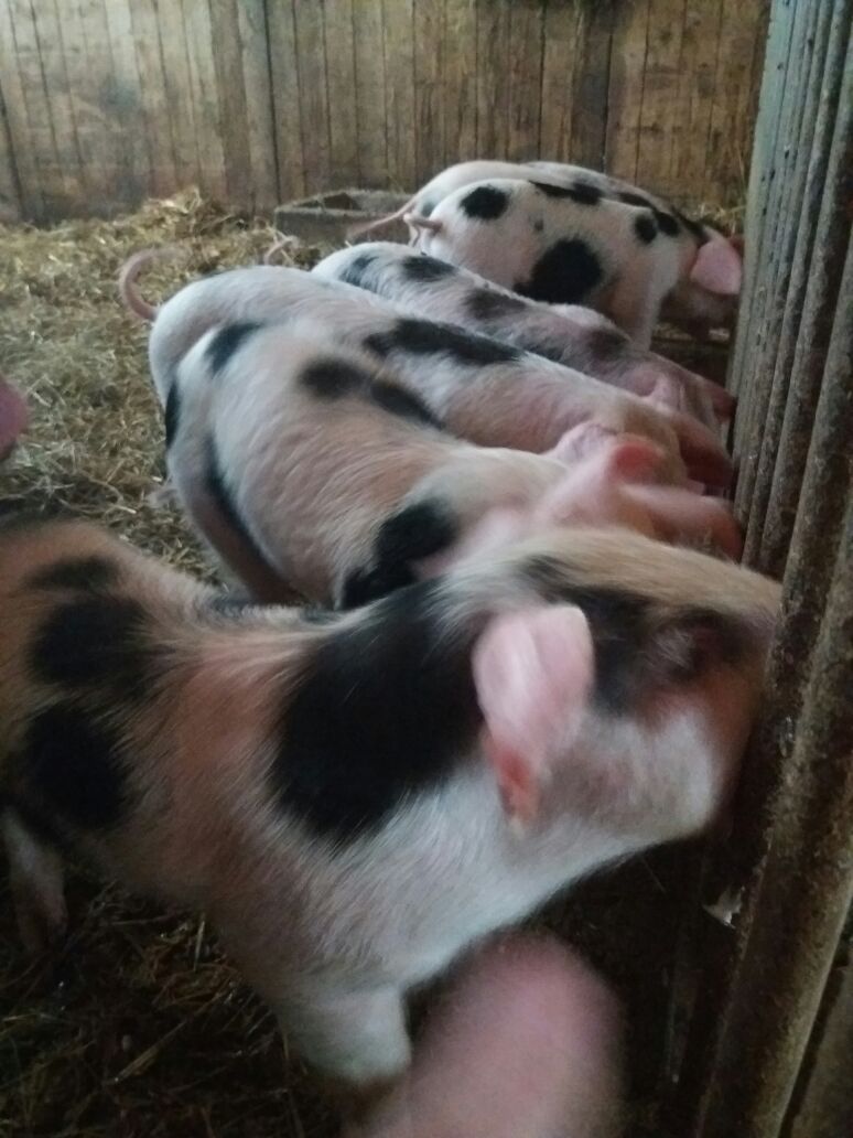 Babyschweinchen im Haustierpark in Werdum